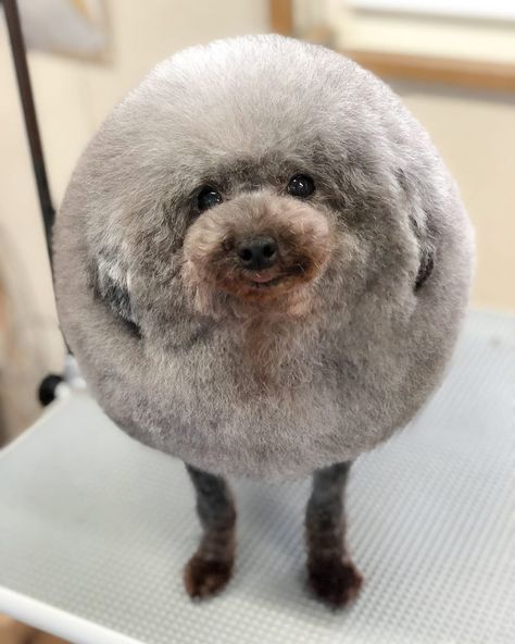 Dog Groomer Yoriko Hamachiyo Turns Dogs Into Fluff Balls A Dog, The World, Dogs, Animals