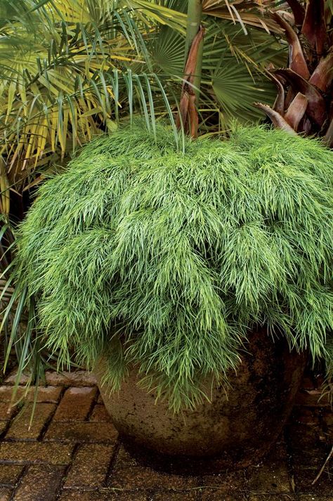 Acacia Cognata, Japanese Garden Plants, Shade Landscaping, Japanese Garden Landscape, Australian Native Garden, Shade Garden Plants, Australian Garden, Australian Native Plants, Garden Products