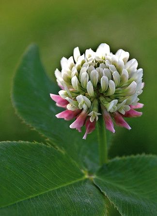 ♣ Clover - Trèfle ♣ White Clover Flower, Flower Symbolism, White Clover, Surviving In The Wild, Clover Flower, Wild Plants, Hobby Farms, Medicinal Plants, Ground Cover