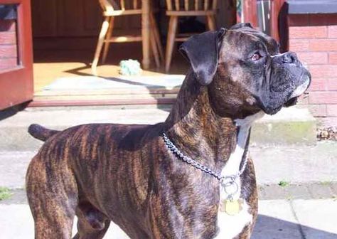 Reverse Brindle Boxer | ... in the Colors of a Boxer Coat - Boxer Forum : Boxer Breed Dog Forums Reverse Brindle Boxer, Boxer Dogs Brindle, Boxer Breed, Brindle Boxer, Dog Trends, Boxer Bulldog, Boxer And Baby, Cute Boxers, Puppy Kisses