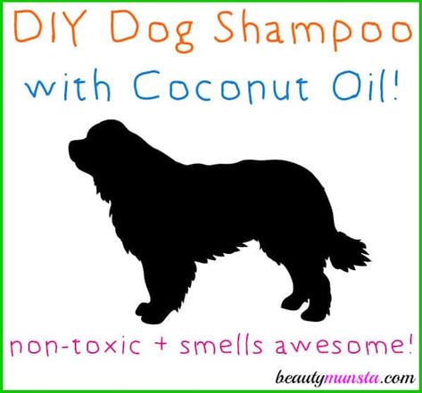 31 Easy Homemade Dog Shampoo Ideas Aromatic Shampoo, Diy Dog Toothpaste, Dog Shampoo Recipe, Diy Dog Shampoo, Homemade Dog Shampoo, Coconut Oil Shampoo, Savon Diy, Puppy Shampoo, Dog Soap