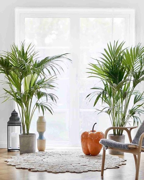 13 Low maintenance indoor plants for the bedroom - LARQ Tall House Plants, Indoor Palm Plants, Big Indoor Plants, Low Maintenance Indoor Plants, Tall Indoor Plants, Indoor Palms, Easy Care Houseplants, Large Indoor Plants, Parlor Palm