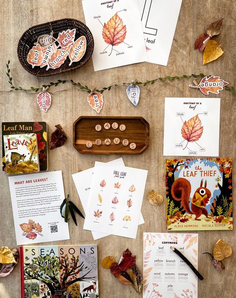 Hey everyone! 👋 I’ve had to take a little break from creating unit studies and from social media due to some life changes, but I’m so excited to announce that I’m back! 🎉 And just in time for fall! 🍁 I’m thrilled to introduce our newest unit—Fall Leaves! 🍂 This hands-on, nature-inspired study is perfect for exploring the beauty of autumn with your little learners. It’s packed with activities that will make your homeschool days extra colorful! 🎨🍃 This unit will be available this week in our ... Autumn Homeschool, Fall Homeschool, Leaf Man, Homeschool Decor, Red Veins, Unit Studies, Yellow Leaves, Tree Leaves, Study Unit