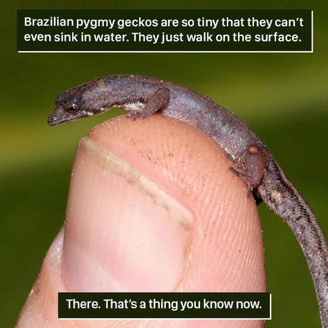 Animal-Facts-Weird Nature Funny Animal Facts, Weird Animal Facts, Animal Facts Interesting, Animal Facts For Kids, Wildlife Facts, Facts About Animals, Creepy Animals, Fun Facts About Animals, Unusual Facts