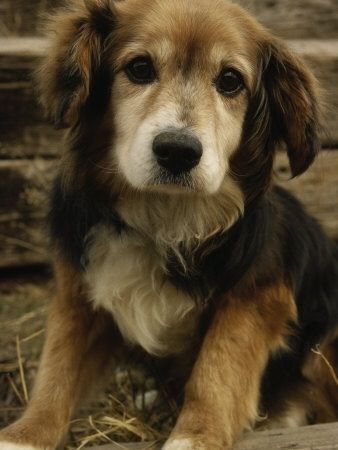 Golden retriever beagle mix. Cuteness. Pocket Beagle, Beagle Mix, Breed Dogs, Cute Creatures, Animals Friends, I Love Dogs, Dog Love, Animals Beautiful, Puppy Love