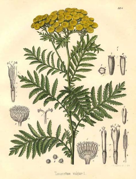 The Essential Herbal Blog: Tansy Botanic Prints, Tanacetum Vulgare, Magia Das Ervas, Herbal Plants, Healing Plants, Illustration Botanique, Herbal Healing, Herbs For Health, Botanical Illustrations