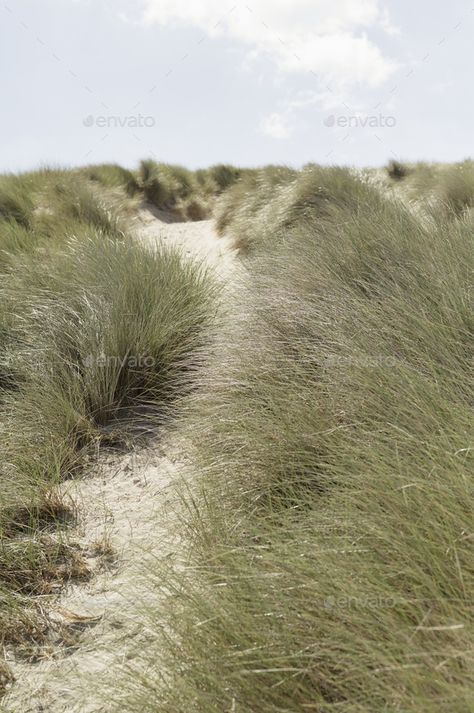 A path along a sand dune. Dune grasses. by Mint_Images. A path along a sand dune. Dune grasses. #Sponsored #dune, #sand, #path, #Mint_Images Coastal Grasses, Mini Meadow, Sand Landscape, Sand House, Coastal Garden, Beach Grass, Interactive Media, Coastal Gardens, Mini Things