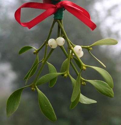 Mistletoe Kiss, White Berries, Illustration Christmas, Winter's Tale, 12 December, Deco Floral, Kwanzaa, Noel Christmas, Merry Little Christmas