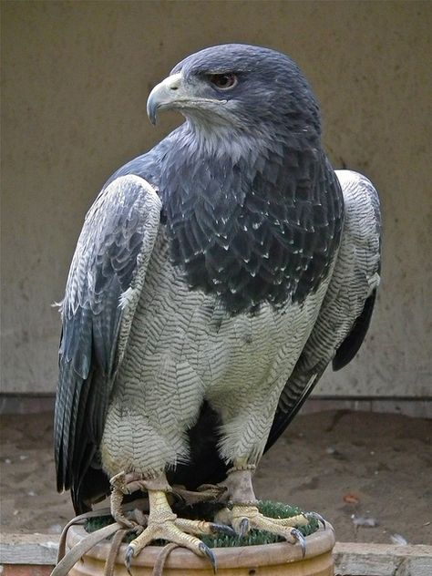 Grey Buzzard-Eagle * * " If at first ya don'ts succeed, try somethin' else." Eagle Photo, Grey Bird, Grey Eagle, Raptors Bird, Blue Eagle, Bird Sitting, Albino Animals, Buzzard, Big Bird