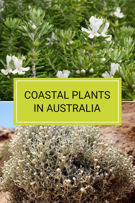 Discover coastal plants that thrive under Australian conditions, from beach to backyard. Understand how plants like Westringia Fruticosa and Cushion Bush cope with coastal challenges. If you're interested in beautiful and hardy Australian native plants, this is a great starting point. Dive into caring for these unique plants and learn how to cultivate a stunning coastal garden for your home. Read more in our detailed guide! Dry Garden Australia, Native Coastal Garden Australia, Coastal Native Garden, Coastal Garden Australia, Australian Tropical Garden, Australian Coastal Garden, Australian Native Gardens, Modern Australian Garden, Cushion Bush