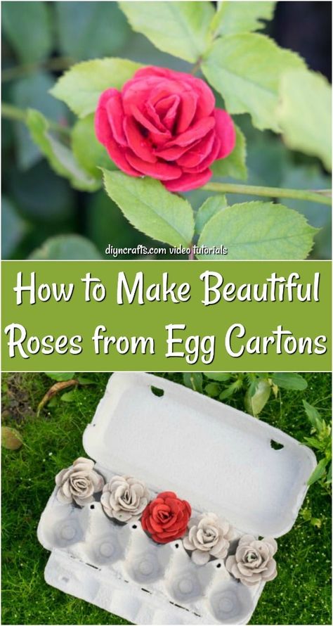 How to Make Beautiful Roses from Egg Cartons Cardboard Flowers Diy How To Make, Diy Cardboard Flowers, Styrofoam Egg Carton Crafts, Egg Carton Crafts For Adults, Cardboard Flowers Diy, Recycler Diy, Egg Carton Art, Carton Craft, Egg Cartoon