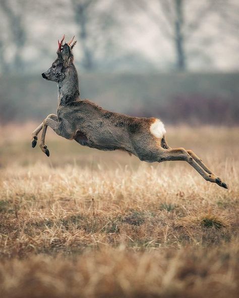 BBC Earth en Instagram: “Jumping headfirst into Spring 🦌⁣ ⁣⁣ #EarthCapture by @adam_forys⁣⁣ ⁣⁣ Male roe deer (Capreolus capreolus) are easily identified by their…” Deer Jumping, Bbc Earth, Roe Deer, Monster Design, Wild And Free, Wildlife Photography, Bbc, Kangaroo, Deer