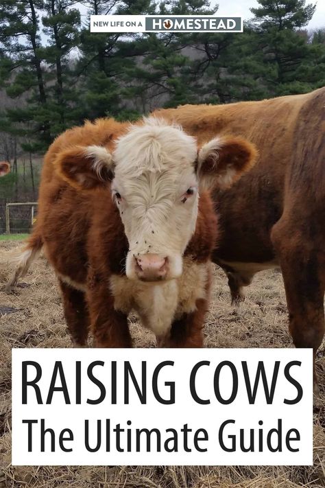 Cow Enrichment Ideas, Cattle Farming Layout, Raising Cows, Animal Farming, Cow Feed, Livestock Shelter, Pet Cows, Raising Cattle, Beef Cow