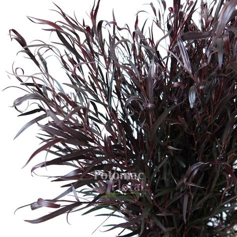 Agonis Foliage Dark Black Green Willow Shaped Leaves - Potomac Floral Wholesale Plants With Black Leaves, Agonis Foliage, Magenta Bouquet, Presentation Bouquet, Goth Flowers, Dark Greenery, Burgundy Foliage, Dark Spring, Black Willow