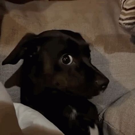 Side Eye Gif, Dog Side Eye, Staffy Dog, Side Eye, Read Image, Animated Gif, Cool Gifs, Siding, Gif