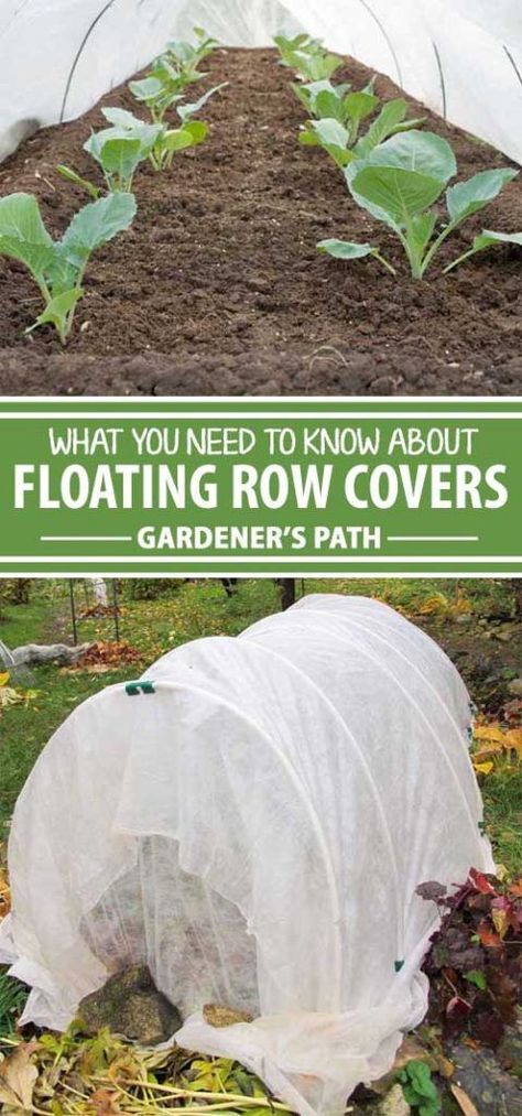 Floating row covers are a must for every gardener. From extending the season to keeping out pests, this multipurpose fabric can transform the way you garden. Keep reading to learn how to use floating row covers to make the most of every season. Floating Row Covers, Row Covers For Raised Beds, Garden Row Covers, Row Covers Garden, Gardening Reference, Winter Planting, Garden Cover, Pest Prevention, Regenerative Agriculture