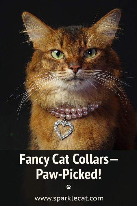 I found some really amazing fancy cat collars, and they are even reasonably priced! Check them out. Fancy Cat Collar, Fancy Cat, Cat Advice, Fancy Cats, Cat Behavior, Cat Collar, Cat Food, Feline, Kitty