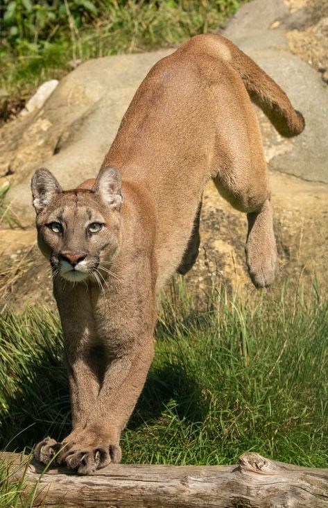 Cougar Photography, Mountain Lion Photography, Puma Photography, Pumas Animal, Puma Animal, Mountain Lions, Lion Photography, Wild Lion, Cat Reference