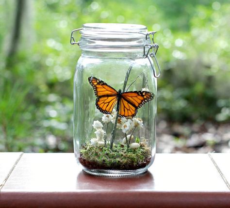 Insect Terrarium, Butterfly Terrarium, Butterfly Cottage, Insect Specimen, Butterfly Centerpieces, Unicorn Ornaments, Jar Centerpieces, French Word, Terrariums Kits