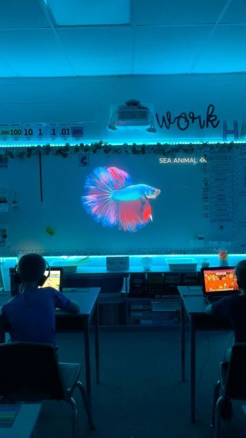 Cormiea4fun ✏️ 📓 🍎 on Instagram: "Classroom calming screen Betta pet fish linked in bio Linktree #classroom #bettafish #aquarium #teachersofinstagram #teacher #screensavers #classroomideas #calm" Fish Tank In Classroom, Classroom Fish Tank, Bettafish Aquarium, 2023 Classroom, Pet Fish, Future Classroom, Betta Fish, Aquarium Fish, Screen Savers