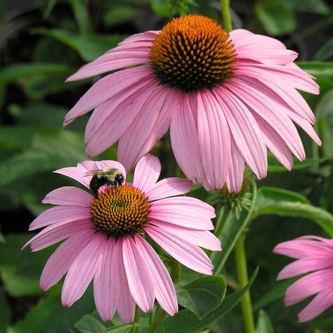 Echinacea Benefits, High Country Gardens, Long Blooming Perennials, Purple Coneflower, Desert Sunrise, Country Gardens, Perennial Border, Echinacea Purpurea, Plant Covers