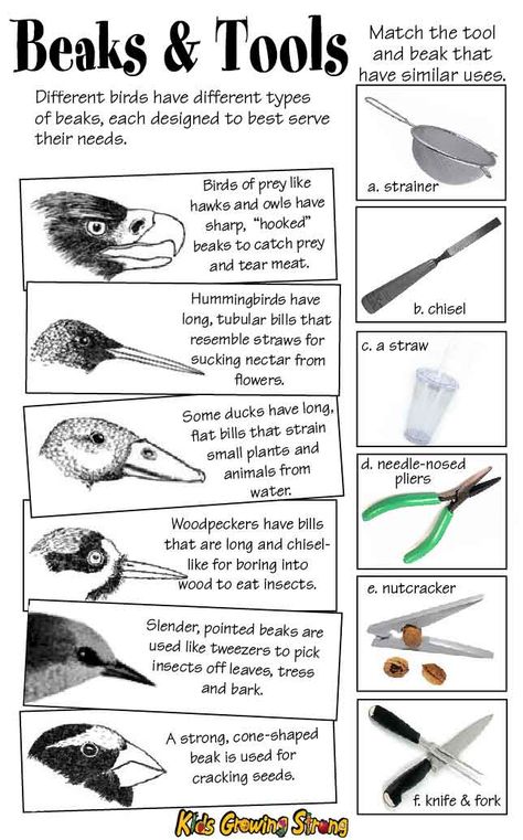 Birds Beaks Activities, Bird Beak Activity, Bird Activities First Grade, Bird Beak Adaptations Activities, Bird Science Activities For Kids, Bird Stem Activities, Birds For Kindergarten, Bird Migration Activities For Kids, Birds Activities For Kids