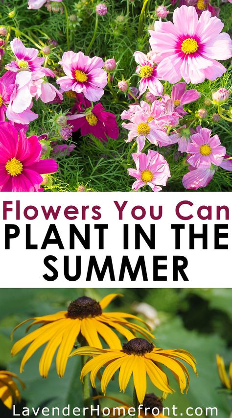 Check out this great guide to flowers you can plant in the summer that will bloom through fall. It's not too late to have a beautiful and vibrant summer flower garden Flowers To Plant In Summer, Partial Sun Flowers, Fall Garden Planting, Fall Blooming Flowers, Summer Planting, Summer Blooming Flowers, Fall Flowers Garden, Flowers To Plant, Late Summer Flowers