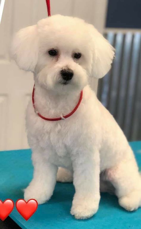 Bichon Grooming Styles, Bichon Haircut, Bishon Dogs Grooming, Maltese Poodle Haircut, Bichon Frise Haircut Styles, Maltipoo Haircut Styles, Yorkie Poo Haircut, Toy Poodle Puppy Cut, Mini Poodle Puppy