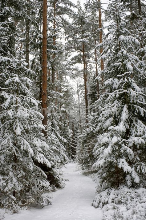 Meena's Tirith Winter Wood, Winter Love, Winter Wallpaper, Winter Magic, Winter Scenery, Winter Beauty, Snow Scenes, Winter Forest, Winter Pictures