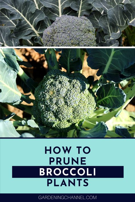 Follow these gardening tips on how to prune back broccoli plants and learn the benefits of pruning them. Grow healthy broccoli plants for a productive harvest. #gardeningchannel #gardening #growingbroccoli #vegetablegardening #vegetablegardeningtips Harvesting Broccoli, Grow Broccoli, Garden 101, Broccoli Leaves, Vegetables Growing, Broccoli Plant, Growing Broccoli, Cauliflower Plant, Healthy Broccoli