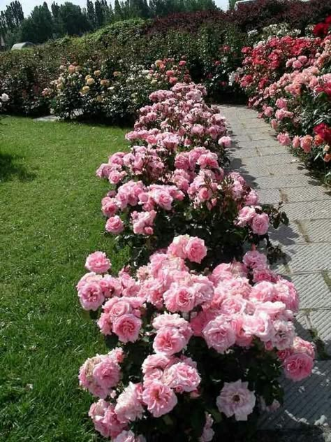 Rose Lined Driveway, Rose Bush Front Of House, Rose Lined Walkway, Rose Bush Hedge, Rose Bush In Front Of House, Rose Garden Backyard, Roses In Front Of House, Rose Pathway, Rose Walkway