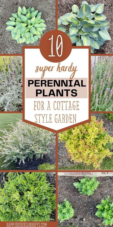 Low Maintenance Plants Outdoor, Plants For Clay Soil, Low Maintenance Perennials, Cottage Style Garden, Perennials Low Maintenance, Licorice Plant, Heather Plant, Flowering Perennials, Plants Diy