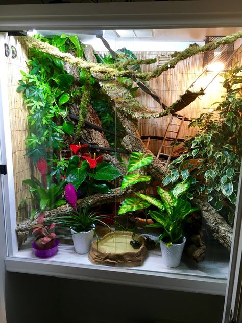 Chameleon Enclosure Ideas, Chameleon Terrarium, Crested Gecko Habitat, Chameleon Enclosure, Lizard Cage, Chameleon Cage, Gecko Habitat, Frog Terrarium, Gecko Terrarium