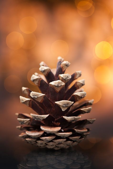 Foto Macro, Photo Macro, Back Ground, Autumn Beauty, Seed Pods, Warm Autumn, Autumn Aesthetic, Simple Beauty, Natural Forms