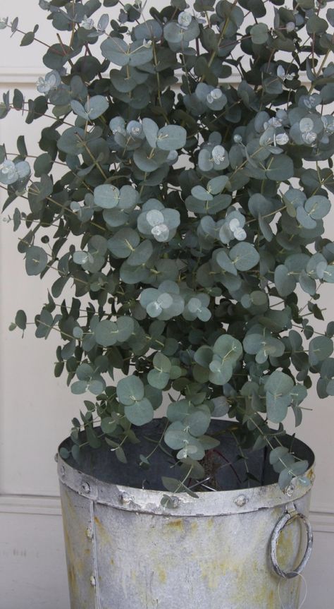 Silver Dollar Eucalyptus Tree, Trees Indoors, Eucalyptus Cinerea, Plant Goals, Dollar Eucalyptus, Future Garden, Silvery Blue, Garden Floor, Silver Dollar Eucalyptus