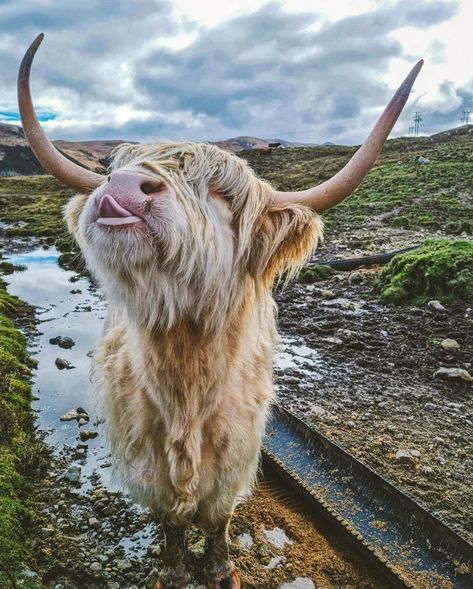 Isle of Skye, Scotland | visitscotland I Love Cows, Cow Photography, Sweet Cow, Scottish Cow, Cow Cat, Highland Cow Art, Cow Photos, Mini Cows, Isle Of Skye Scotland