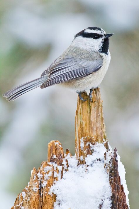 Mountain Chickadee, Chickadee Tattoo, Three Blind Mice, Black Capped Chickadee, Snowy Trees, My Animal, Wildlife Paintings, Watercolor Mountains, California Coastal