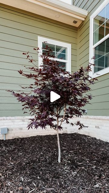 Brook George | Home & Garden on Instagram: "Meet the star of the show! All Japanese maple varieties are stunning but this little bloodgood stole my heart 🤩  #home #homesweethome #flowerbed #trees #plantlife #mycountryhome #landscape" Japanese Maple Tree Landscape, Maple Tree Landscape, Japanese Maple Varieties, Japanese Maple Tree, Maple Tree, Japanese Maple, Landscape Trees, Plant Life, Flower Beds