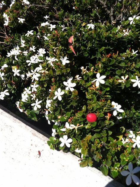 natal plum - shrub - shade plant in the desert Natal Plum, Desert Shade, Beach House Garden, Poisonous Plants, House Yard, Num Num, Edible Plants, The Walk, White Star