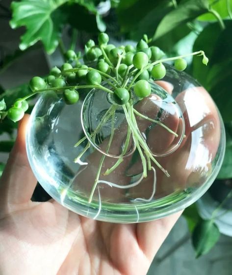 Propagating Houseplants In Water - Indoor Plant Care Easy Houseplants, Water Propagation, Ficus Pumila, Plant People, Propagating Succulents, Inside Plants, Indoor Plant Care, Succulent Gardening, Hydroponic Gardening