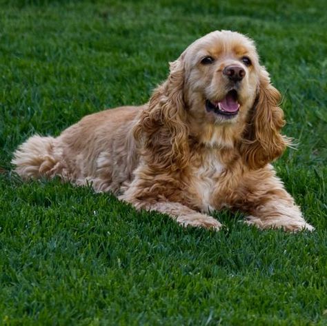 Tan Cocker Spaniel, Best Large Dog Breeds, Healthiest Dog Breeds, Every Dog Breed, Spaniel Breeds, American Cocker Spaniel, Cocker Spaniel Puppies, Popular Dog Breeds, Cocker Spaniel Dog