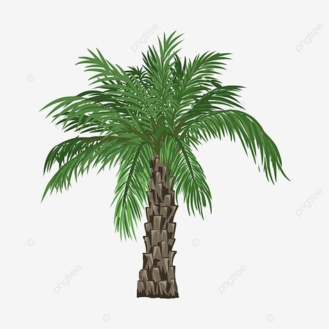 Palm Hand Drawing, Tree Vector Png, Palm Background, Date Palm Tree, Date Plant, Palm Tree Png, Dates Tree, Palm Tree Drawing, Hand Drawn Leaves