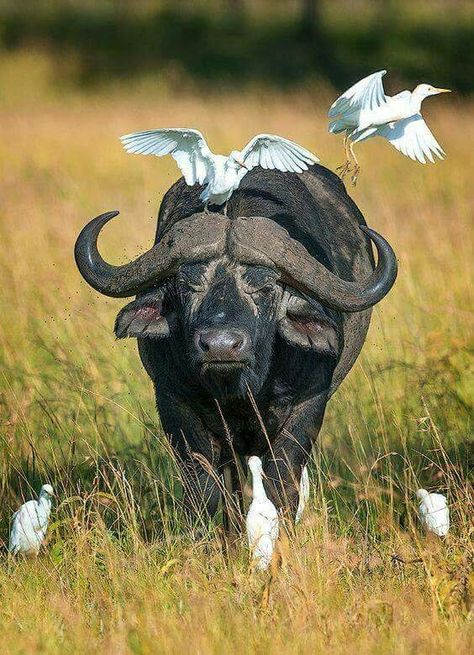 Cape Buffalo, Buffalo Animal, African Buffalo, Africa Wildlife, Africa Animals, Mule Deer, Water Buffalo, Manx, African Wildlife