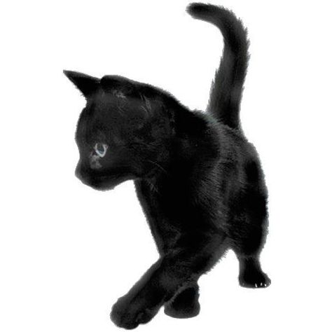 A Black, Black Cat, Walking, White, Black