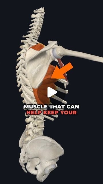 Dr. Adam McCluskey PT, DPT on Instagram: "💥Don’t Neglect this Critical Shoulder Muslce!💥 (Full Shoulder Program on sale in @theptinitiative bio link!...) . . 🔑The serratus anterior is an important muscle that sits underneath your shoulder blade and wraps around the side to your ribs. It plays a significant role in keeping your scapula moving optimally when reaching overhead. —- 🔎Sometimes when we don’t have optimal stability of the shoulder blade, the scapula can “wing out” leading to the popular term – scapular winging. — 🤓Don’t view winging scapula as a diagnosis but instead a description of movement quality. Whenever I see a scapula winging out with clients of mine, I use it as a guide to investigate further if their shoulder stabilizers need a bit of strengthening. — 🎯Many of the Serratus Anterior Muscle, Serratus Anterior, Winged Scapula, Shoulder Rehab