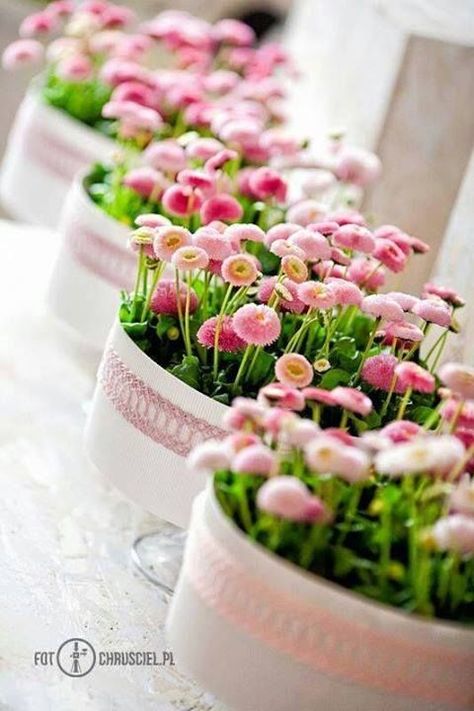 English Daisies in Pots spring flowers daisy pots spring pics english daisy English Daisies, Pink Garden, Deco Floral, Gardening Supplies, Flower Centerpieces, Beautiful Blooms, Love Flowers, My Flower, Flower Shop