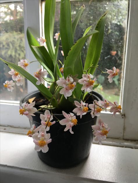 Oncidium twinkle 05/06/2017 Oncidium Twinkle, Twinkle Twinkle, Orchids, Plants, Flowers