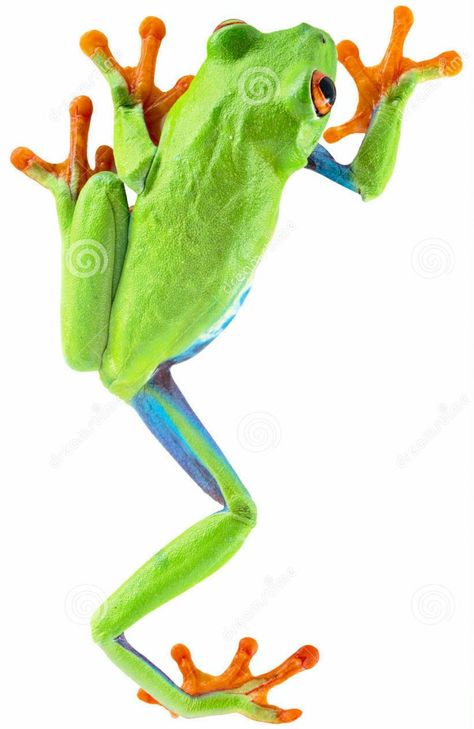 Tree Frog Art, Rainforest Frog, Red Eyed Frog, Tree Frog Tattoos, Costa Rica Art, Tattoo Animal, Green Tree Frog, Red Eyed Tree Frog, Frog Illustration