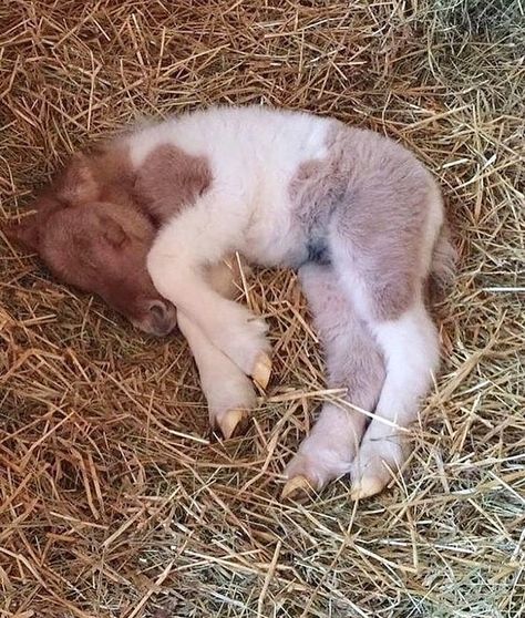 This newborn foal deserves to be my first share for 2019. Isn't he adorable? Sleeping Horse, Horses Foals, Horse Foal, Newborn Animals, Mini Horses, Baby Horse, Tiny Horses, Painted Horse, Baby Pony