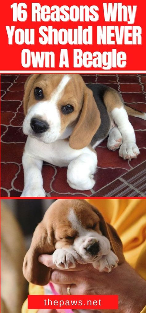 If you are planning to adopt a puppy, get any breed EXCEPT Beagles. Here are 16 reasons why you should never own such creatures. Beagle Mixed Breeds, Cheagle Dog, Beagle Puppy Names, Begal Puppies, Begal Dogs, Cute Beagle Puppies, Puppies To Adopt, Beagle Dog Facts, Beagle Dog Puppies